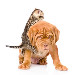 kitten playing with a puppy. isolated on white background