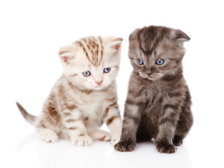 Plakat two scottish kittens. isolated on white background