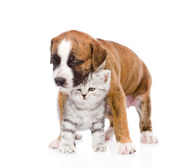 puppy with scottish kitten. isolated on white background
