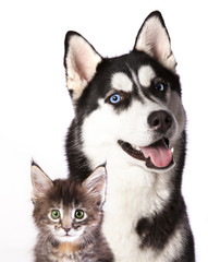Cat and dog