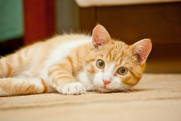 Fototapeta na wymiar Ginger cat lying on the carpet