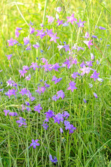 Fototapeta premium Campanula flowers on meadow