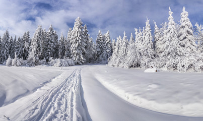 Winter landscape with fir-trees and fresh snow.