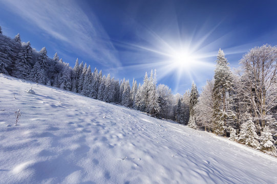 Sunny winter morning in the mountain forest