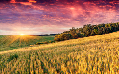Colorful summer landscape with field of wheat and dramatic sky.