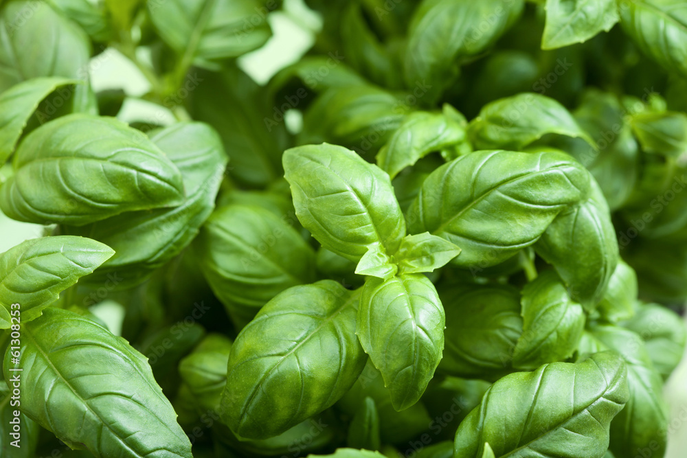 Wall mural fresh basil leaves