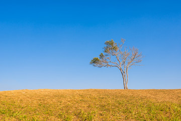 Fototapeta na wymiar tree on hill with blue sky