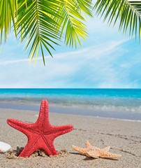 Obraz na płótnie Canvas palm over starfish
