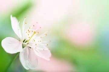 Photo sur Aluminium Fleurs spring flower over blurred background