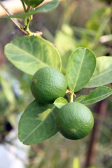 Green lemon on tree.