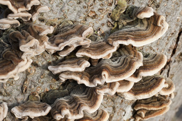 Fungus growing on tree trunk