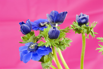 Bouquet of blue windflowers on pink background
