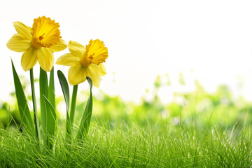 Daffodil flowers