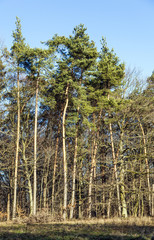 blue sky with structure of forest in wintertime