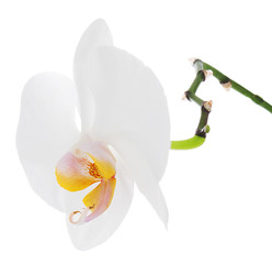 White orchid isolated on white background.