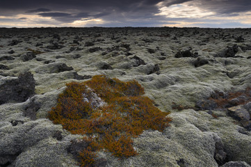 Moss overgrown lava field at Iceland.