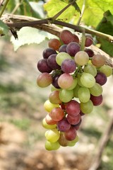 grapes with green leaves .