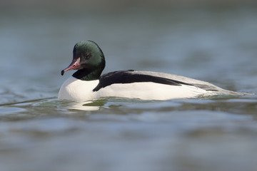 Common merganser swimming in water.