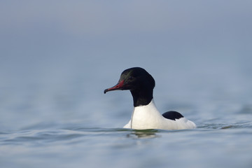 Common merganser swimming in water.