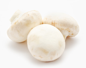 Champignon mushroom white agaricus