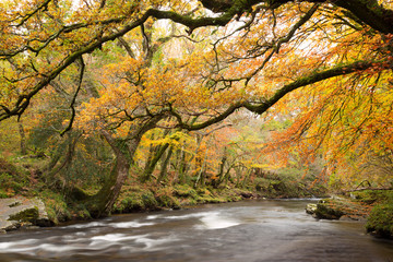 River Dart in autumn Dartmoor Devon Uk