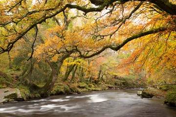 Papier Peint photo Automne River Dart in autumn Dartmoor Devon Uk