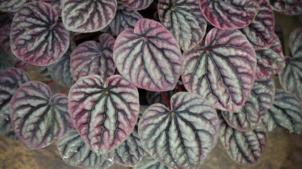 Peperromia emerald ripple