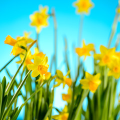 Fototapeta na wymiar Spring flowers yellow narcissus on blue background