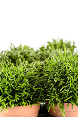 Rhipsalis potted house plant