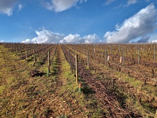 Fototapeta na wymiar Vignes à Mercurey en Bourgogne.