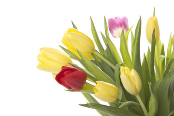Obraz premium Tulpenstrauß