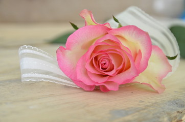 Zarte Rosenblüte mit Schleife