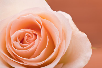 Fototapeta na wymiar single orange rose on brown wooden background