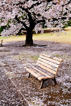 満開の桜の木の下のベンチ