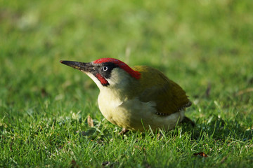 BIRDS - Green Woodpecker / Dzięcioł zielony