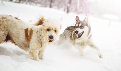 Mongrel dogs in winter
