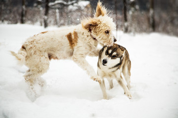 Fototapeta na wymiar Dogs winter game