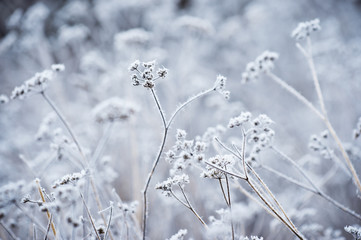 Plant covered with frost, open aperture