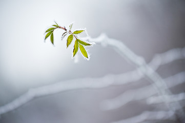 Last green leaves covered with frost
