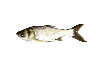 Silver Carp Fish (Hypophthalmichthys Molitrix) isolated.