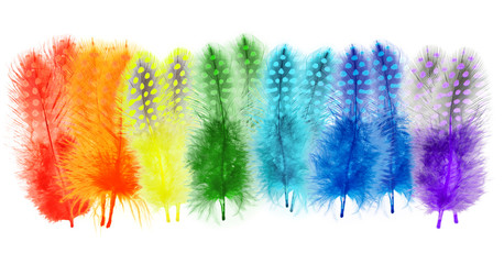 Guinea fowl feathers are painted in bright colors of the rainbow
