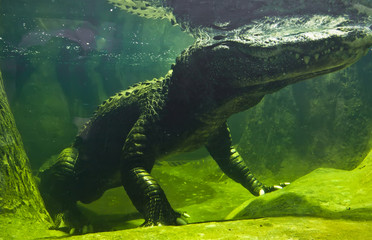 Crocodile