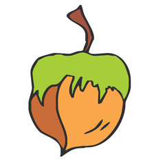 hazelnut nut hazel food brown healthy nuts white isolated illust