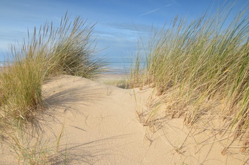 Fototapeta na wymiar trawa marram na plaży