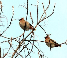 Waxwings resting in a tree branch