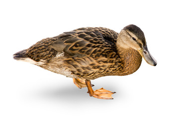 Waterfowl duck on a white background.