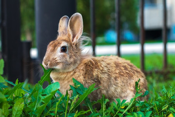 Rabbit chews grass.