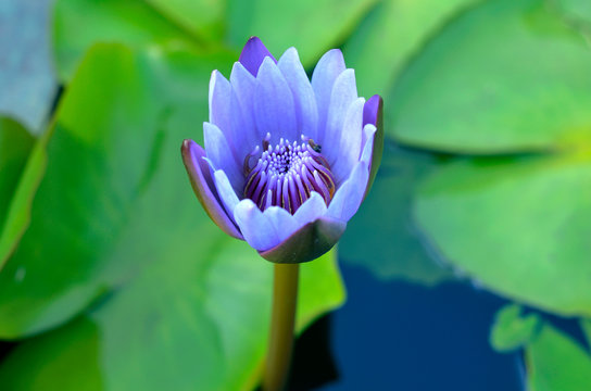 194 Best Blue Water Lily Images Stock Photos Vectors Adobe Stock 194 Best Blue Water Lily Images Stock Photos Vectors Adobe Stock