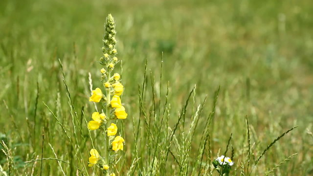 Yellow flowers of Great Mullein - Verbascum thapsus