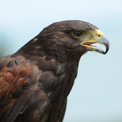 Harris Hawk portrait